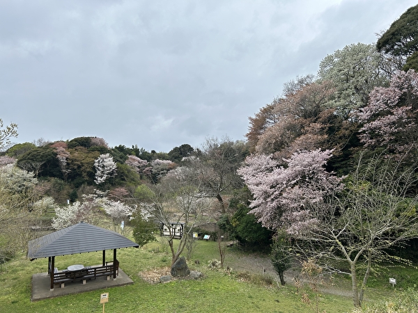 Akabane Green Park dyed pale pink with cherry blossoms